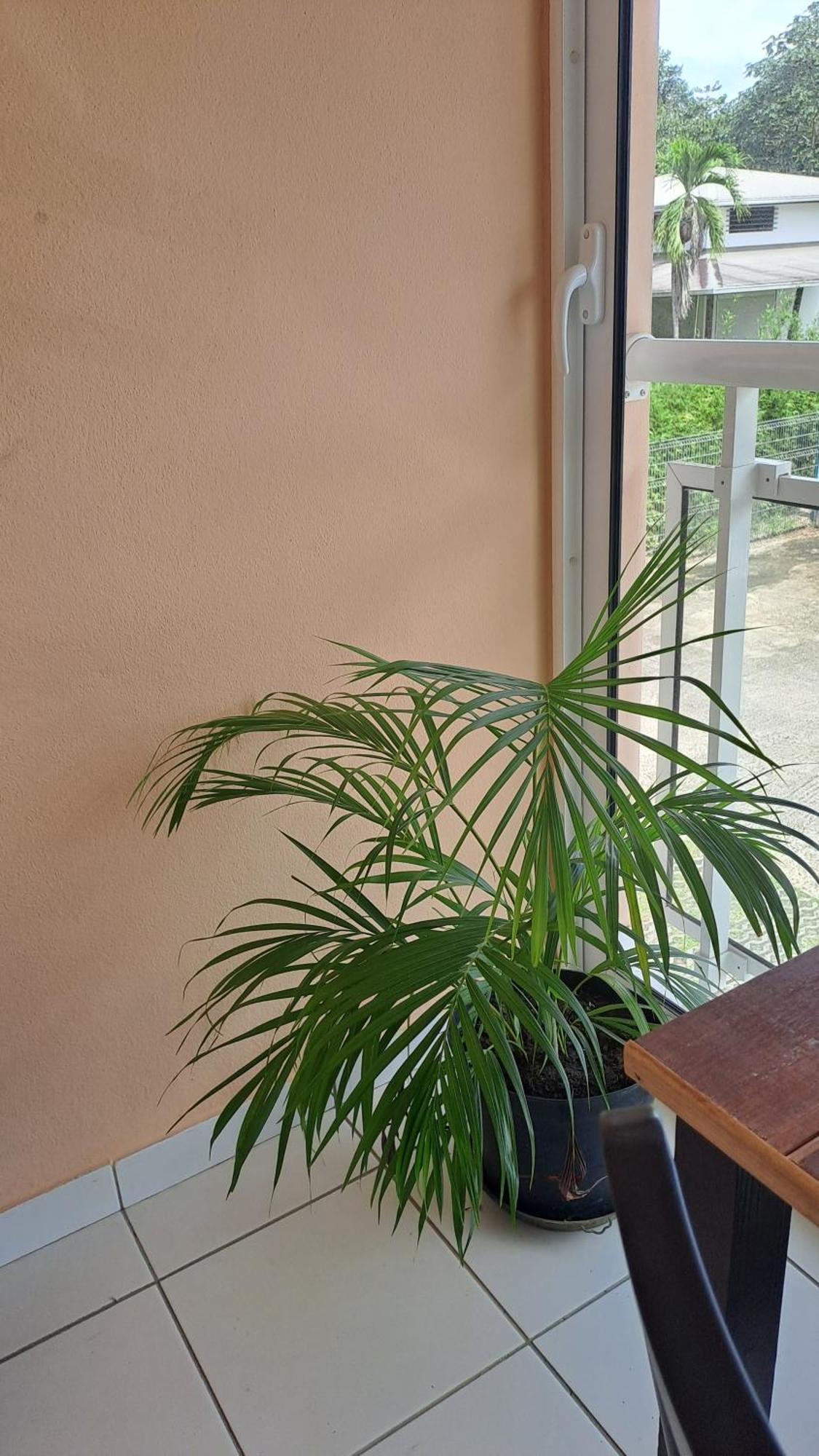 Le Calebassier Appartement Cayenne Buitenkant foto